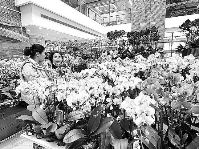 市民在选购年宵花。 本报记者 朱松梅 摄