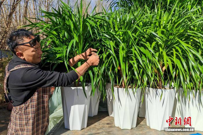 12月28日，拉萨市城关区蔡公堂街道花卉市场，一商户正在将客人选好的盆栽龙血树装车，准备送货。　中新社记者 江飞波 摄