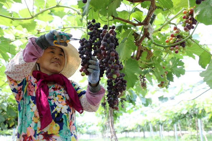   2025年7月7日，农民在山东省滨州市博兴县庞家镇优质葡萄智慧农业产业园管护葡萄。新华社发
