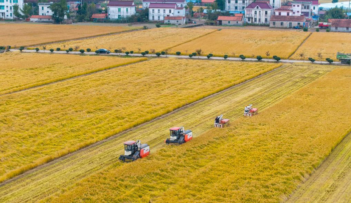   2025年10月30日，在江苏省南通市通州区十总镇育民村高标准农田里，村民驾驶农机收割水稻（无人机照片）。新华社发