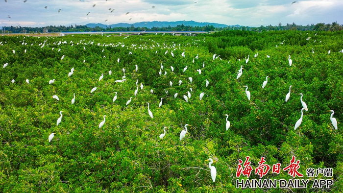 陵水红树林国家湿地公园。袁琛 摄