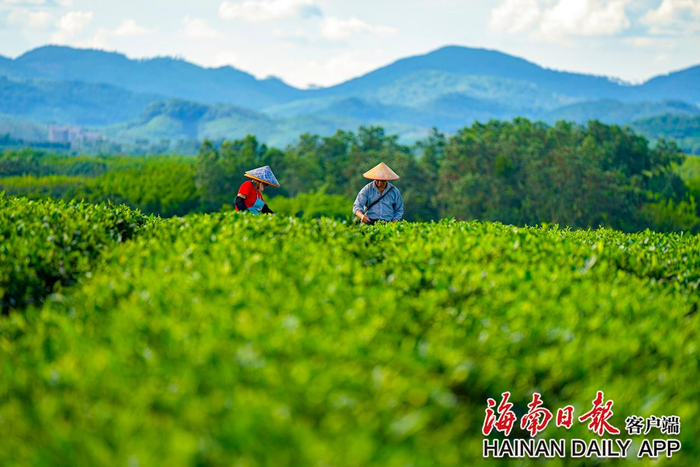 白沙茶园。袁琛 摄