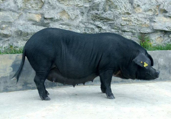 丫杈猪