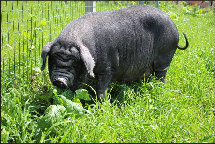 天府黑猪