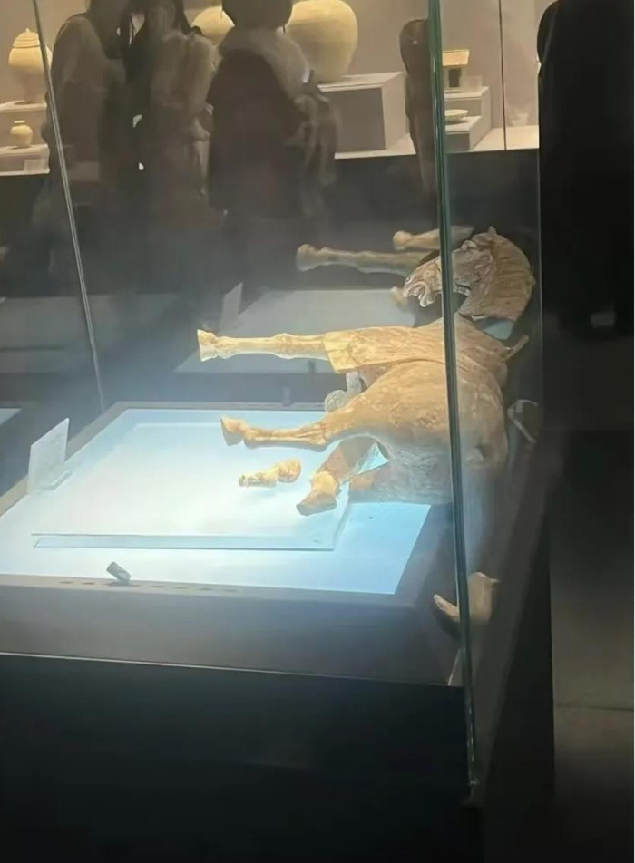 　洛阳博物馆内一匹唐代彩绘贴金陶马倒在一旁，马腿断裂 来源：网传截图