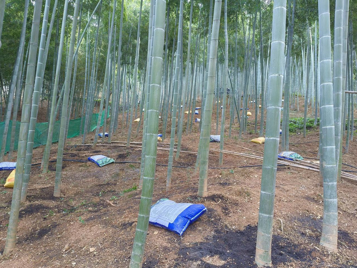 杭州临安青山湖一处竹笋生产基地 受访者供图