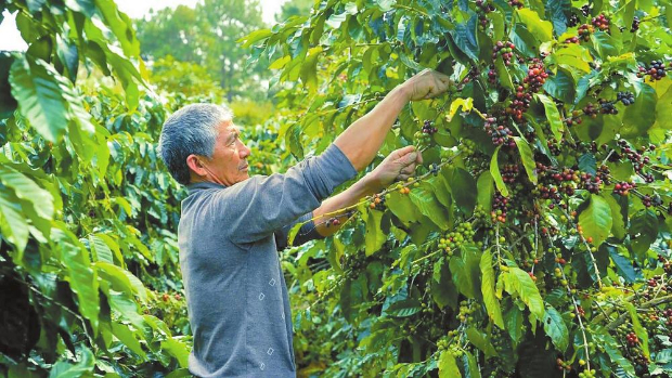 农户采摘咖啡鲜果。 通讯员 鲁文波 摄