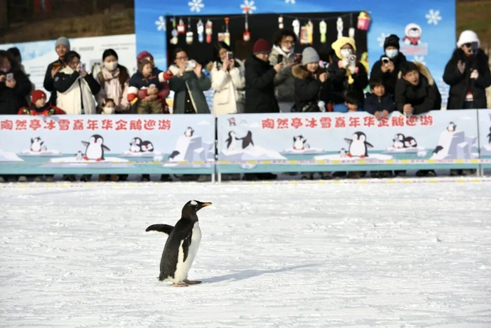 企鹅近距离观赏