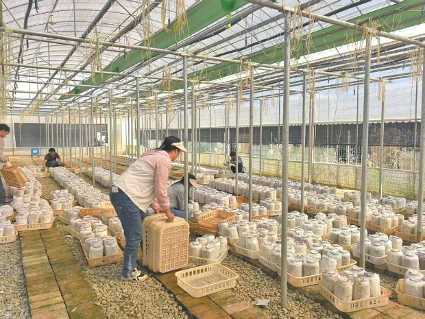 居民在社区食用菌大棚务工。 通讯员 陈玉苑 摄
