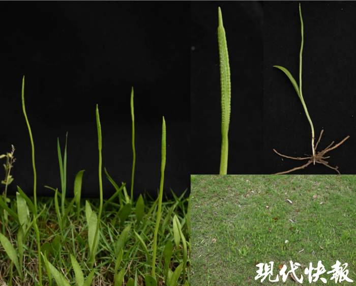 狭叶瓶尔小草