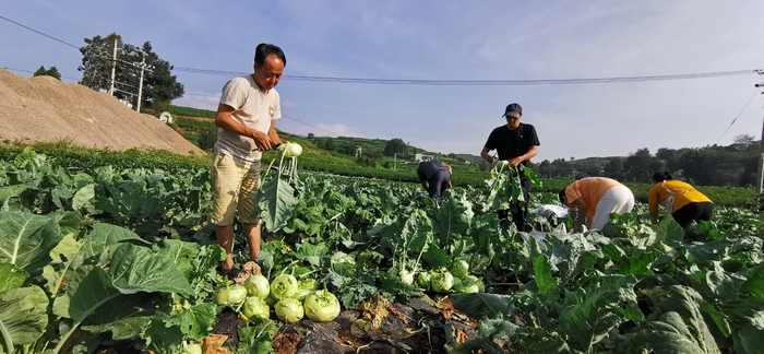 驻村工作队协助村两委到务嘎村杨家村小组露天蔬菜种植基地采摘蔬菜。孙勇摄