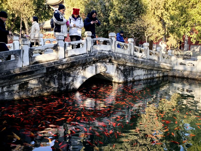 游客在国家植物园赏鱼。北京市公园管理中心