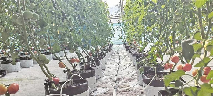 宁夏芯棚到家科技有限公司设施试验大棚内，番茄已经挂果。 记者 李昊斌 摄