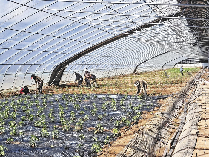 生机勃勃的温室大棚。公保安加 摄