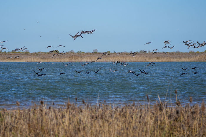 黄河三角洲国家级自然保护区内，越冬候鸟在飞翔。记者　朱峥　摄