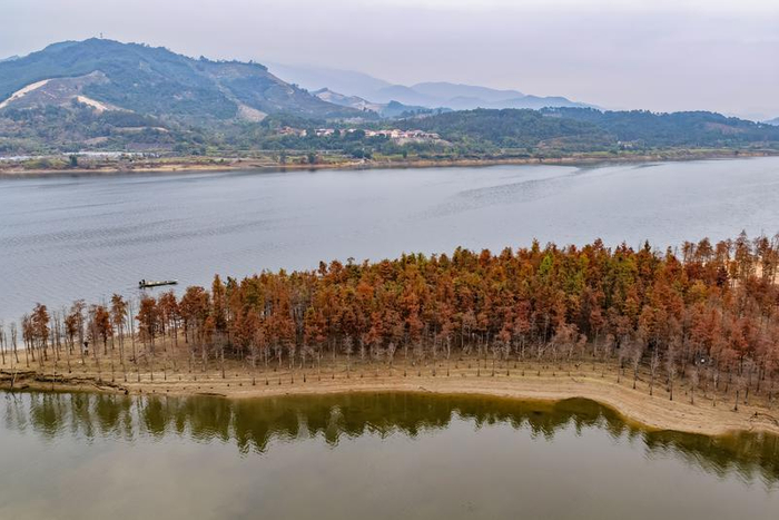 南平市延平区炉下镇斜溪村，水杉林色彩艳丽，景色如画。谢贵明 摄