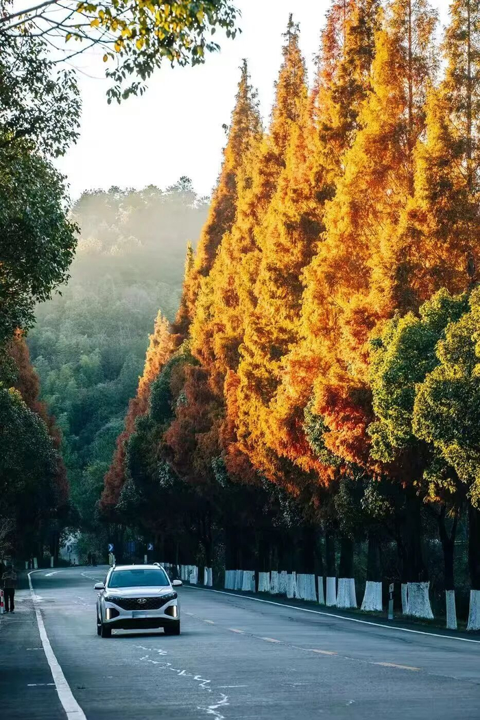 国道G205线连城县李屋金鸡岭路段公路旁的水杉。图源：连城融媒