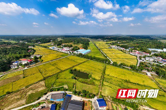 长沙县桐仁桥灌区。