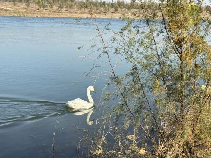 康复后的小天鹅在水中游泳。石家庄太行野生动物救护站供图