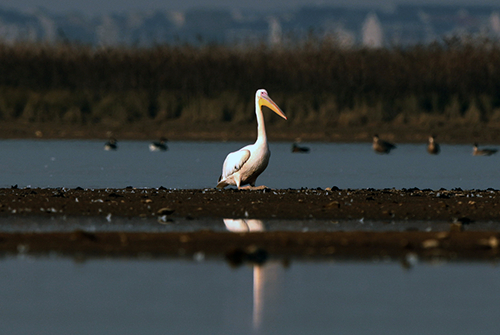▲在鄱阳湖余干水域滩涂悠闲漫步的白鹈鹕（摄影：雷小勇）