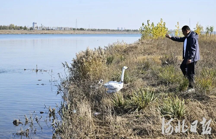 即将放归的小天鹅与救护站工作人员依依惜别。河北日报记者贾恒摄