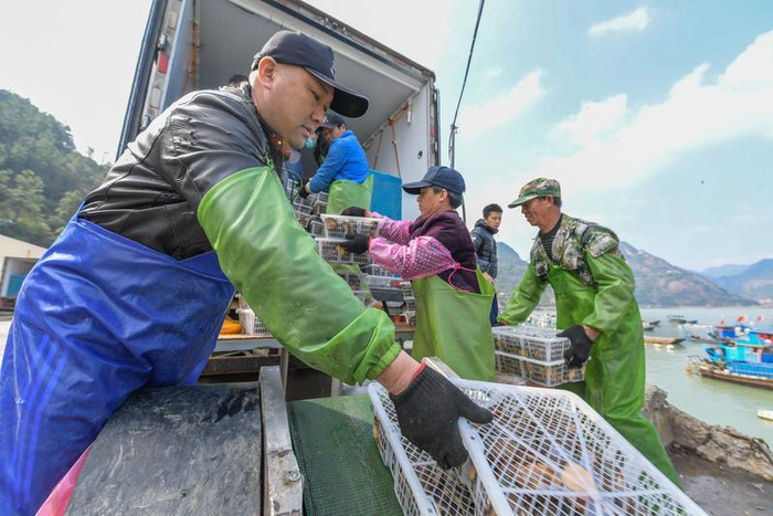 在罗源碧里乡牛澳码头，刚上岸的鲍鱼被传送带送上冷链车。