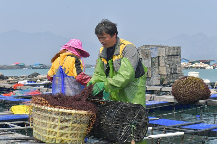 在罗源湾鉴江海域，养殖人员用龙须菜喂养鲍鱼。