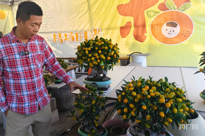 梁钜东向记者介绍畅销的年桔（央广网记者  郑少纯  摄）