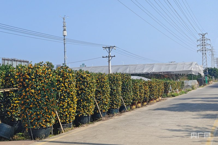 陈村年桔（央广网记者  郑少纯  摄）