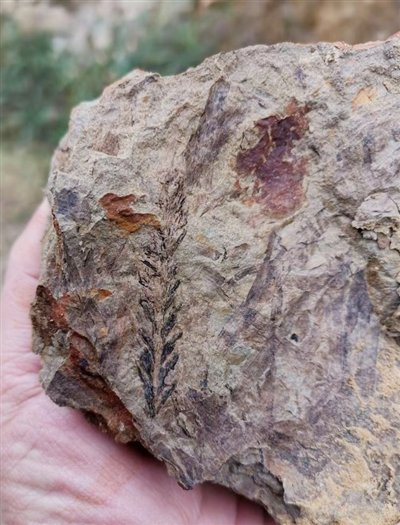 ▲常见植物化石。 重庆古生物研究院供图