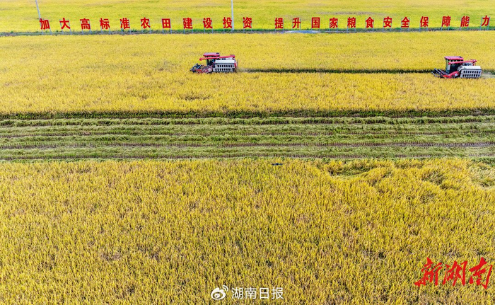 东安县芦洪市镇西江桥村，收割机在收割晚稻。蔡小平 刘颜婷 摄影报道（湖南图片库）​