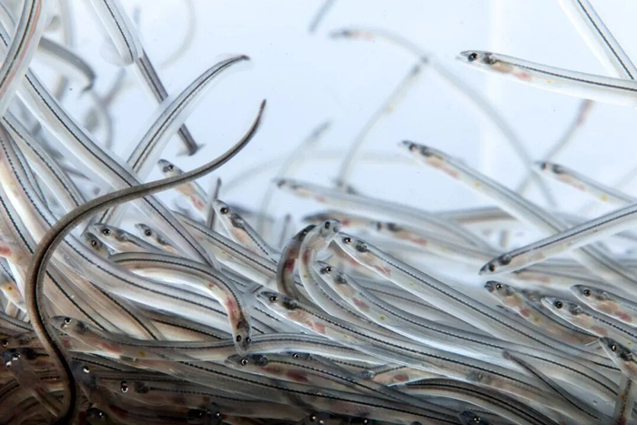 鳗鱼鱼苗 / 图源：图虫·创意