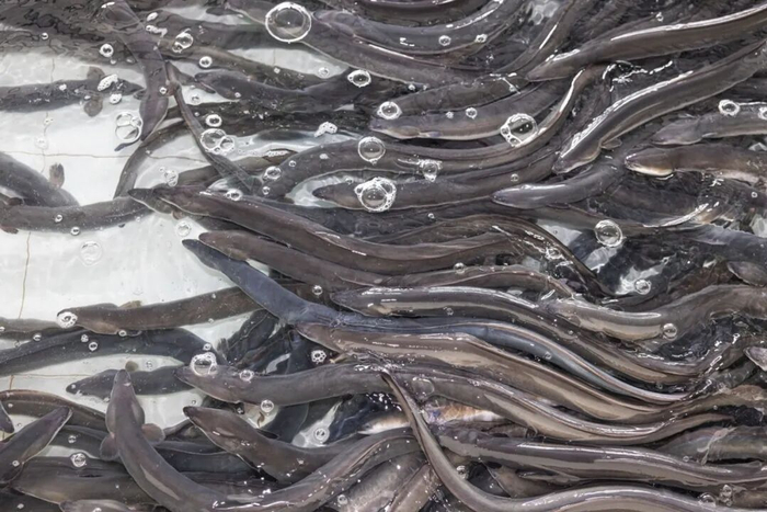 水池的鳗鱼 / 南风窗记者 郭嘉亮 摄