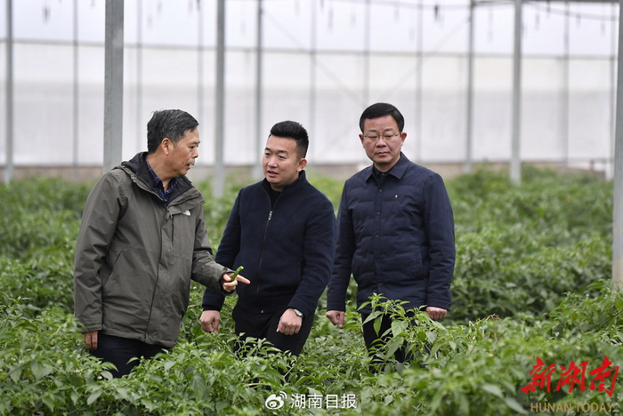 1月5日，长沙市望城区靖港镇复胜村，李稳香（左一）在辣椒大棚与种植大户交谈。湖南日报全媒体记者 童迪 摄​