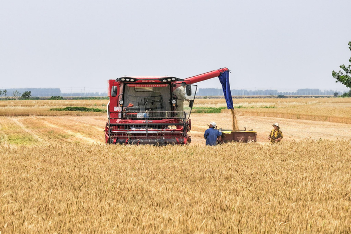 长垣黄河滩区迎来麦收。 王相川 摄