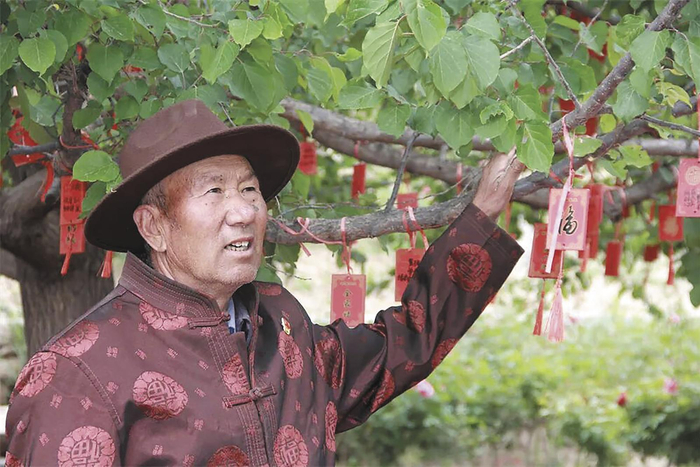     马进才抚摸着最早种下的山杏树。   祁绣娟   摄