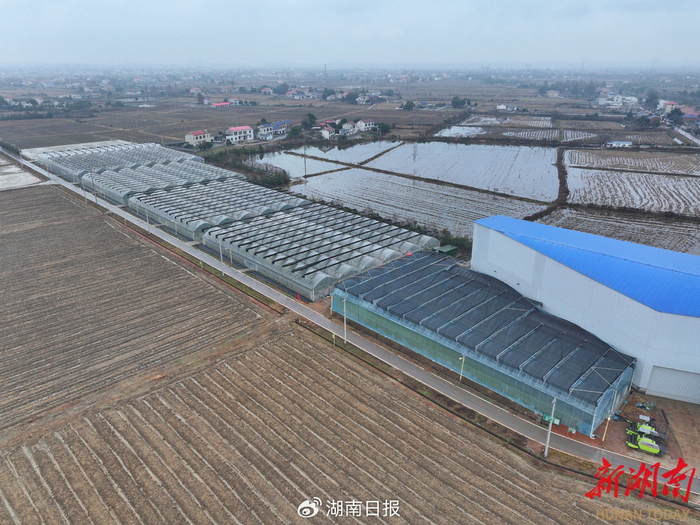 1月5日，长沙市望城区靖港镇复胜村，现代化的种植大棚。 湖南日报全媒体记者 童迪 摄​