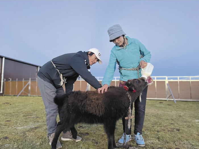 像照顾孩子一样照顾好牦牛。程宦宁 摄