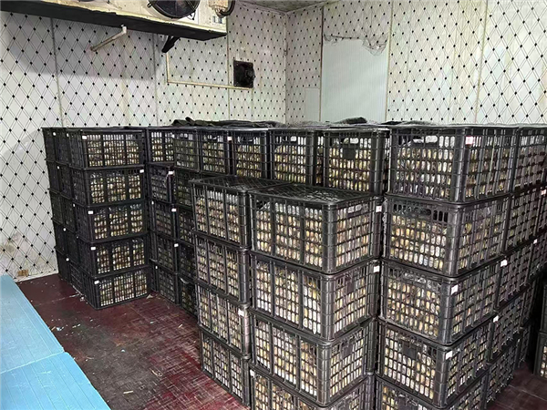 猕猴桃在冷库中预冷和储存（作者拍摄）