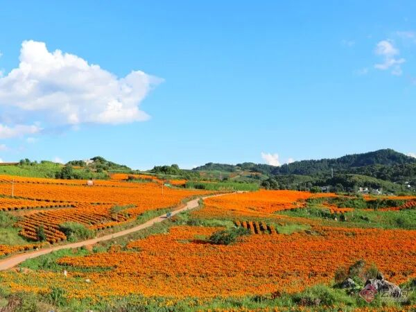 万寿菊花海。朱芸洁 摄