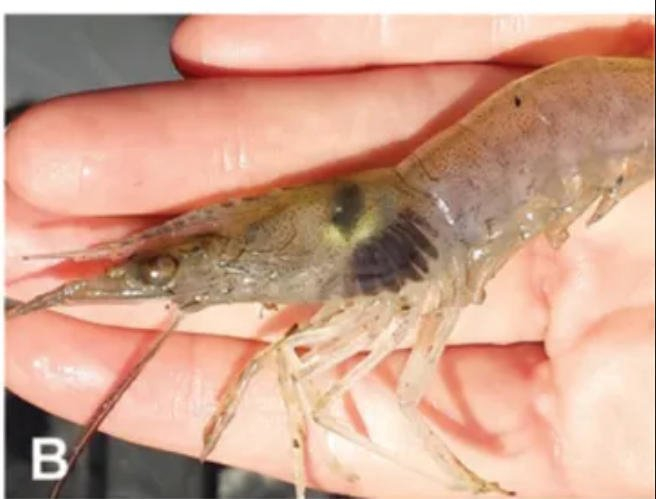 △得了黑鳃病的虾