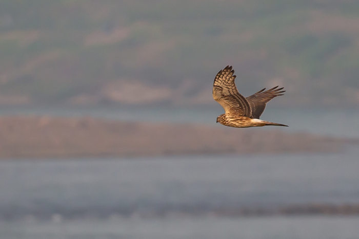 白尾鹞·国家二级保护动物
