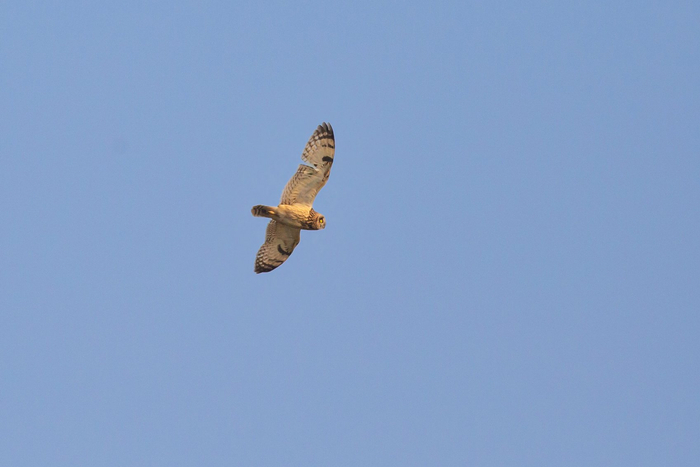 短耳鸮·国家二级保护动物