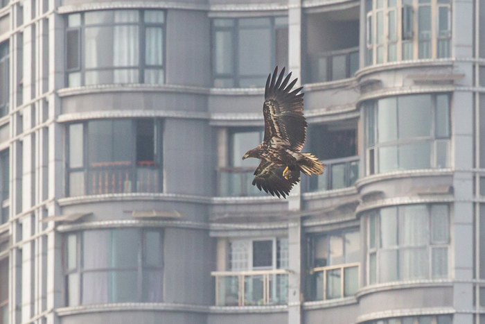 白尾海雕·国家一级保护动物