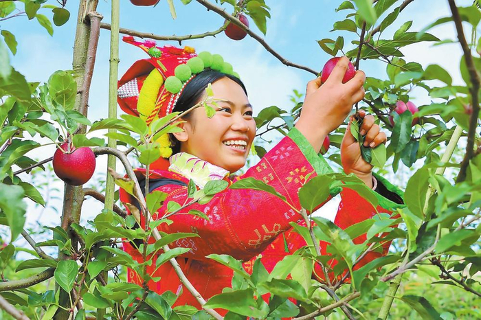 西北勒乡彝族群众采摘苹果。通讯员 朱芸洁 摄