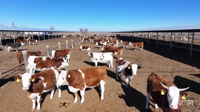 養(yǎng)殖大棚一景（央廣網(wǎng)記者?魏晉雪?攝）