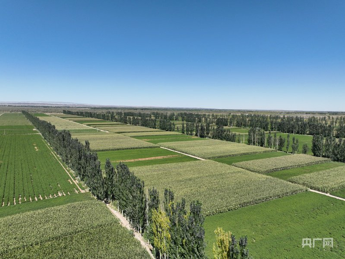 高台县北部滩营造的农田防护林（央广网发  高台县委宣传部供图）