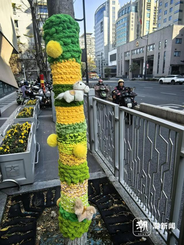 文三路行道树的新年装扮。记者 陈颖 摄 