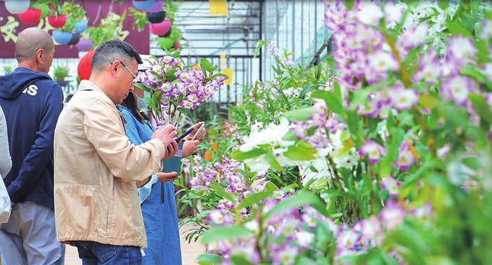 外地游客正在挑选石斛花。通讯员 徐静 摄