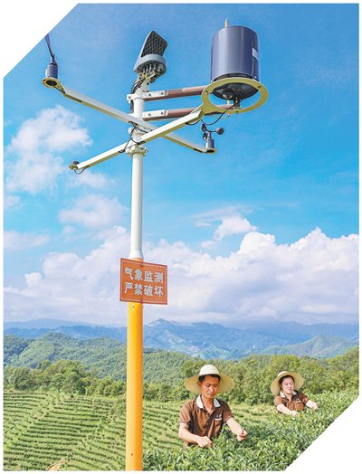 廣西梧州市蒼梧縣六堡鎮(zhèn)六堡村的智慧農(nóng)業(yè)茶園氣象監(jiān)測(cè)設(shè)備。顏桂海攝
